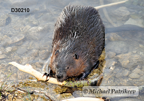 North American Beaver (Castor canadensis)